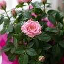 Mini Rosas Mid