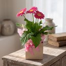 Gerberas Vaso