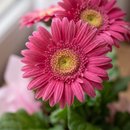 Gerberas Vaso