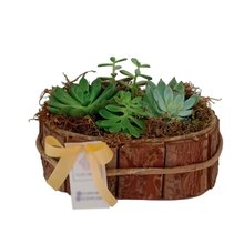 Suculentas Cachepo Casca