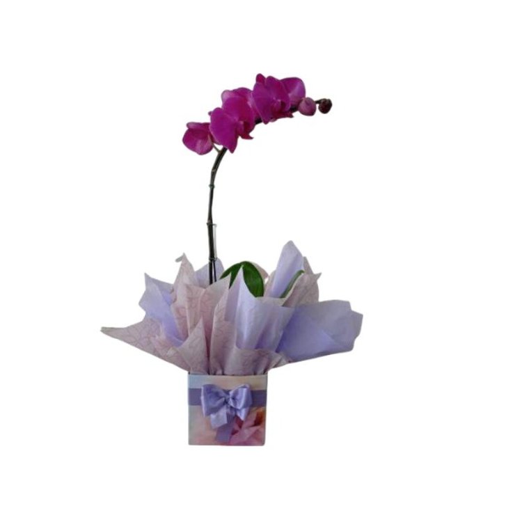 Orquídea Phalaenopsis Amor