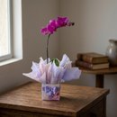 Orquídea Phalaenopsis Amor