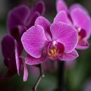 Orquídea Phalaenopsis Amor
