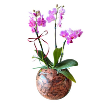 Orquídea Luxuosa no Vaso de Vidro
