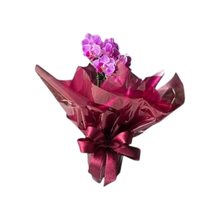 Mimo Especial com Mini Orquídea