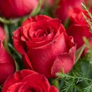 Buquê Rosas Vermelha