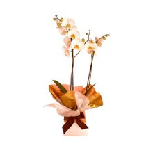 OrquÍdea Phalaenopsis Amor Profundo.