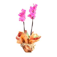 OrquÍdea Phalaenopsis Encanto. 