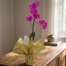 Orquídea Phalaenopsis Pink Para Presente