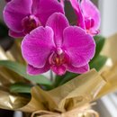 Orquídea Phalaenopsis Pink Para Presente