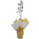 Orquídea Phalaenopsis Branca Plantada