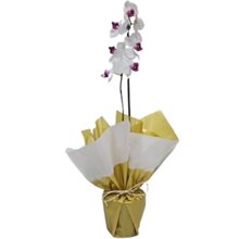 Orquídea Phalaenopsis Branca Plantada