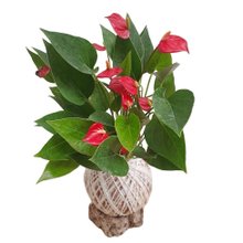 Kokedama Mini Antúrio Vermelho Arranjo Jardim Vertical