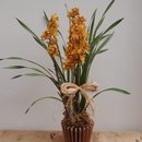 Orquídea Cymbidium Para Presente No Cachepot Madeira