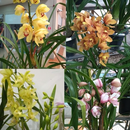 Orquídea Cymbidium Para Presente No Cachepot Madeira