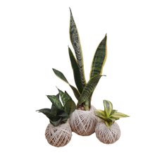 Kit Com 3 Kokedamas Boas Vibrações Espadinhas