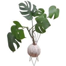 Kokedama De Costela De Adão Com Suporte