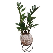 Kokedama De Mini Zamioculca Com Suporte