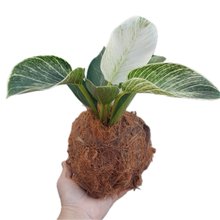 Kokedama De Philodendron Birkin Acabamento de Côco