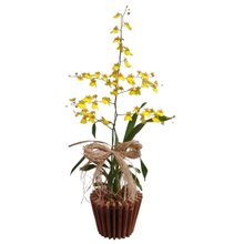Orquidea Chuva de Ouro Amarela com Cachepot De Madeira