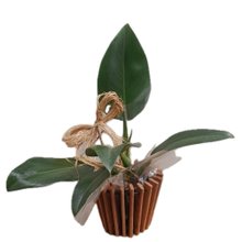 Folhagem Pacová Para Presente Com Cachepot De Madeira