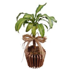 Dracena Para Presente Com Cachepot De Madeira