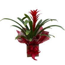 Bromélia Guzmania para Presente Linda Vermelha