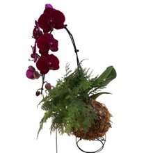 Kokedama Duo Orquídea Phalaenopsis Bordo Renda