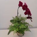 Kokedama Duo Orquídea Phalaenopsis Bordo Renda