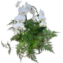 Kokedama duo Orquídea Phalaenopsis com Renda Francesa