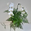 Kokedama duo Orquídea Phalaenopsis com Renda Francesa