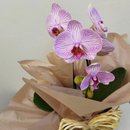 Arranjo de Orquídea Phalaenopsis Cores Diversas Kraft