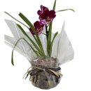 Arranjo de Orquídea Miltassia