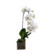Vaso de vidro Orquidea cores diversas