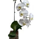 Vaso de vidro Orquidea Branca