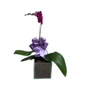 Vaso de Vidro Orquidea