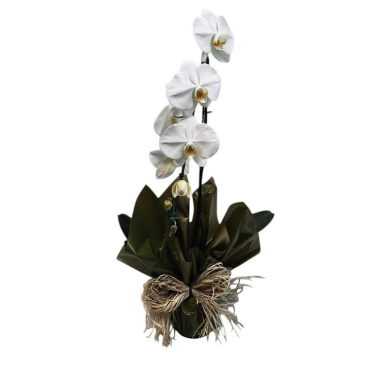 Arranjo Orquidea Borboleta