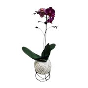 Mini Orquidea no arranjo de Kokedama