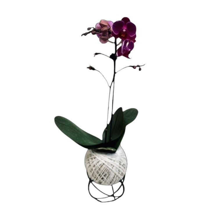 Mini Orquidea no arranjo de Kokedama