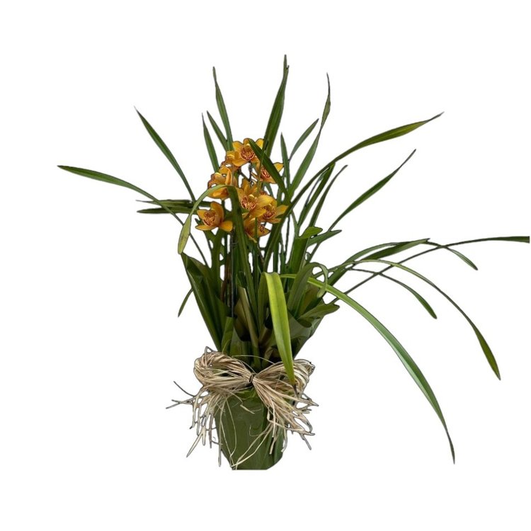 Arranjo Orquidea Cymbidium do Amor Laranja