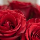 Buquê Romântico de 12 Rosas Vermelhas