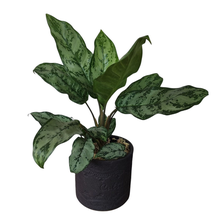 Aglaonema em Vaso de Cerâmica