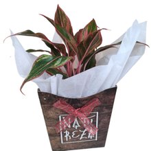 Cachepot Aglaonema Red