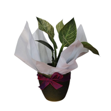 Vaso (Cachepot) holandês TS com Philodendro