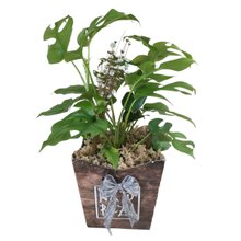 Cachepot Philodendro Mínima