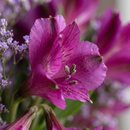 Flores na Garrafinha 