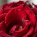 Buque de Rosas Vermelhas Simples 