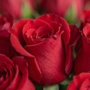Buquê Glorioso de Rosas Vermelhas