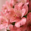 Flower box Pink