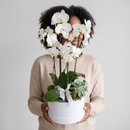 Box de Orquideas